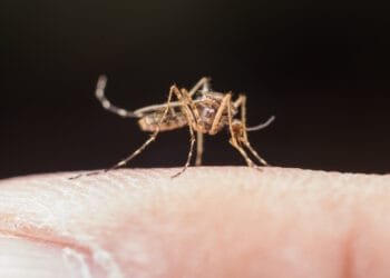Dengue: Brasil tem 3,2 mil casos a cada 100 mil habitantes
