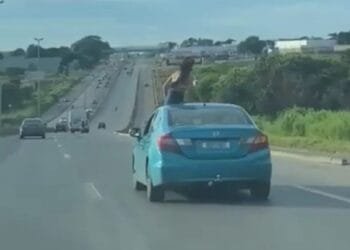 Jovem é flagrada no teto de carro em movimento na BR-153: imprudência com bebida na mão!