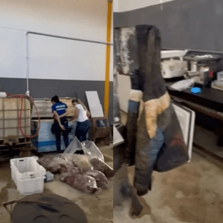 Galpão de Anápolis expõe cena chocante: carne de cavalo suspeita de ser vendida ilegalmente