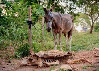 Abatedouro clandestino de cavalos é descoberto em área rural de Anápolis; animais sofriam maus-tratos