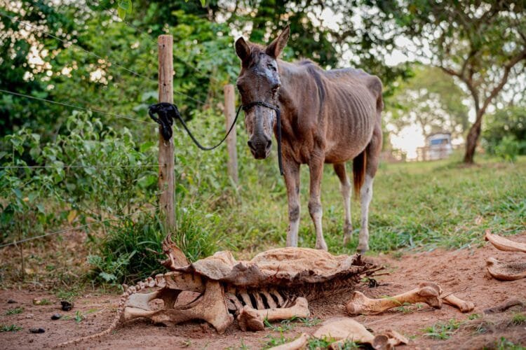 Abatedouro clandestino de cavalos é descoberto em área rural de Anápolis; animais sofriam maus-tratos