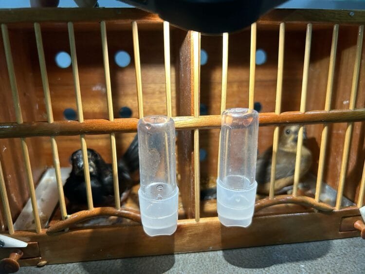 PRF flagra transporte ilegal de aves silvestres em ônibus interestadual