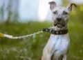 Centro Universitário FAMA sedia “Dia D” de vacinação gratuita para pets em parceria com Zoonoses de Anápolis