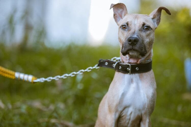 Centro Universitário FAMA sedia “Dia D” de vacinação gratuita para pets em parceria com Zoonoses de Anápolis