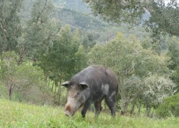 Produtores revelam o drama de lidar com javalis invasores