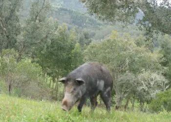 Produtores revelam o drama de lidar com javalis invasores