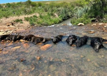 Mais de 500 mil javalis foram abatidos em 8 meses no Brasil