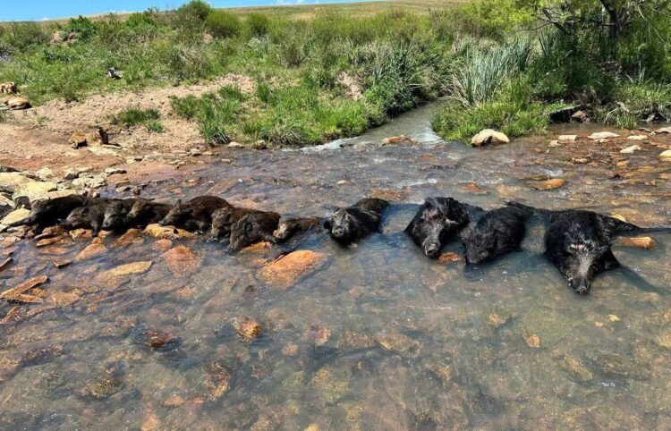 Mais de 500 mil javalis foram abatidos em 8 meses no Brasil