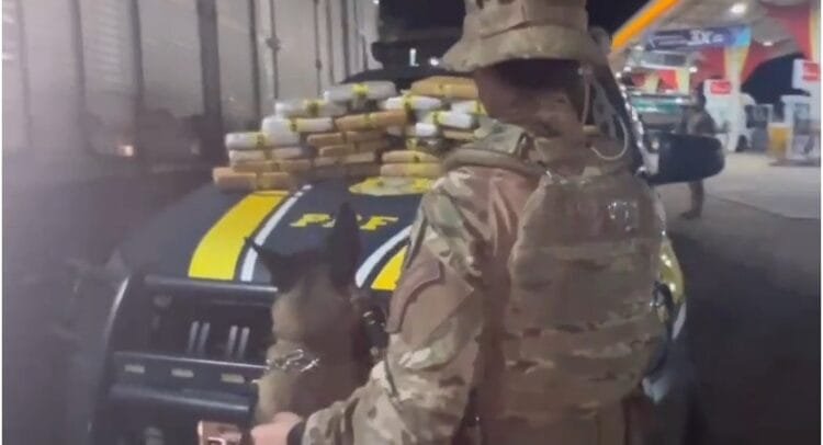 Supermaconha avaliada em alto valor é interceptada em rodovia goiana