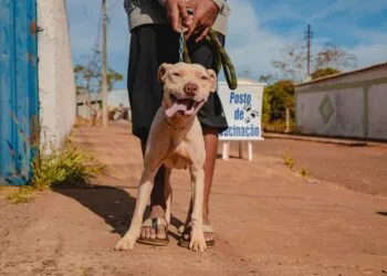 Zoonoses promoverá vacinação antirrábica domiciliar para cães e gatos nesta terça (24)