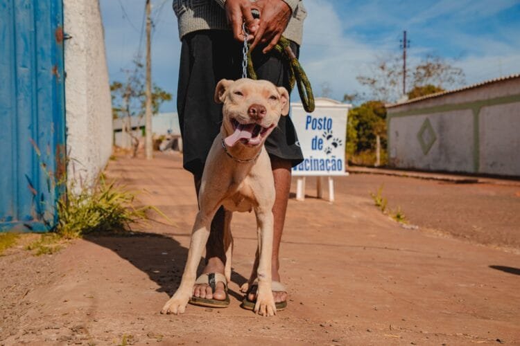 Zoonoses promoverá vacinação antirrábica domiciliar para cães e gatos nesta terça (24)