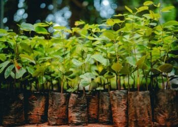 Projeto Troca Sustentável será realizado na sexta-feira (27) no Viveiro Municipal