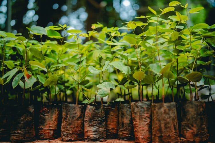 Projeto Troca Sustentável será realizado na sexta-feira (27) no Viveiro Municipal