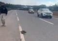 Jiboia atravessa rodovia e mobiliza PRF em Anápolis para evitar acidente na BR-060