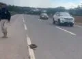 Jiboia atravessa rodovia e mobiliza PRF em Anápolis para evitar acidente na BR-060