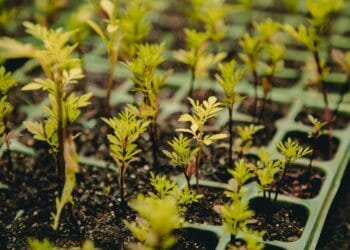 Anápolis é destaque estadual em gestão ambiental