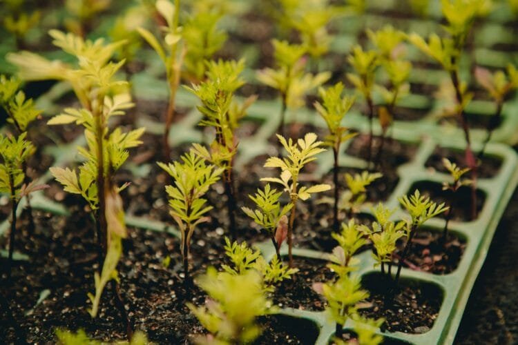 Anápolis é destaque estadual em gestão ambiental