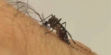 Dengue 2026: Brasil deve registrar 1,8 milhão de casos, com pico em SP e MG
