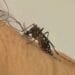 Dengue 2026: Brasil deve registrar 1,8 milhão de casos, com pico em SP e MG