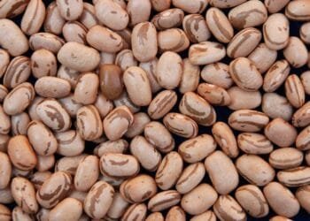 MATOPIBA: chuvas irregulares impactam colheita do feijão primeira safra