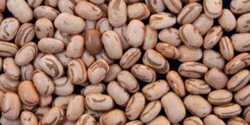 MATOPIBA: chuvas irregulares impactam colheita do feijão primeira safra