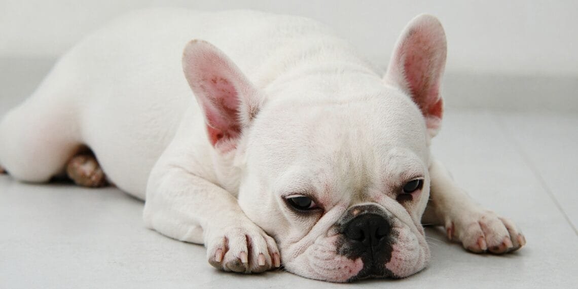 Bulldog francês engole 55 pedras de crack, sofre convulsões e mobiliza corrida veterinária para salvar a vida