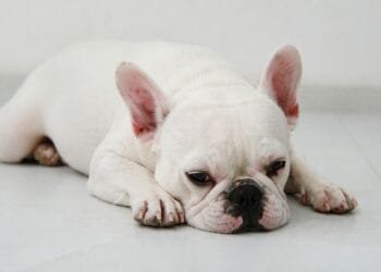 Bulldog francês engole 55 pedras de crack, sofre convulsões e mobiliza corrida veterinária para salvar a vida