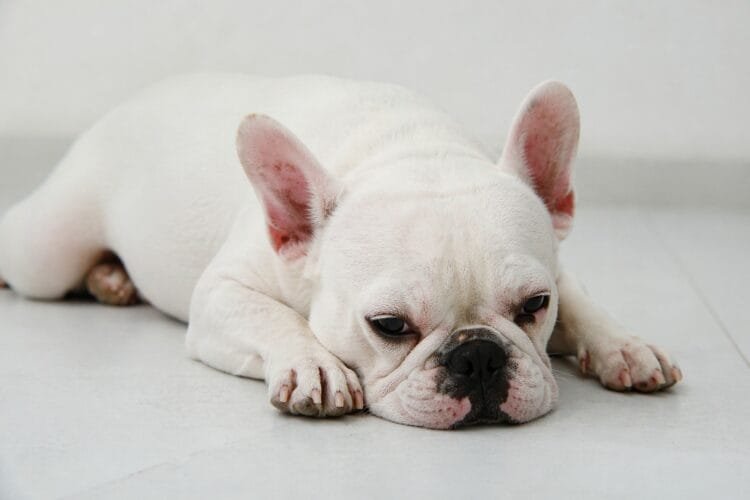 Bulldog francês engole 55 pedras de crack, sofre convulsões e mobiliza corrida veterinária para salvar a vida