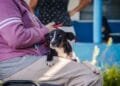 Prefeitura de Anápolis abre cadastro para castração gratuita de cães e gatos no município