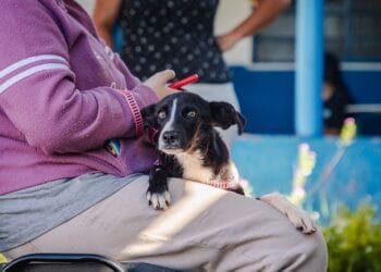Prefeitura de Anápolis abre cadastro para castração gratuita de cães e gatos no município
