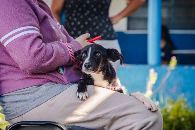 Prefeitura de Anápolis abre cadastro para castração gratuita de cães e gatos no município