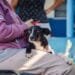 Prefeitura de Anápolis abre cadastro para castração gratuita de cães e gatos no município