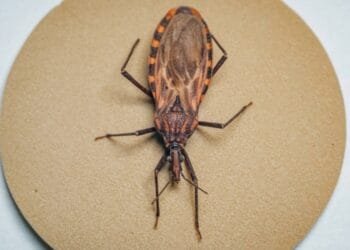 Doença de Chagas: 155 municípios prioritários recebem quase R$ 12 milhões para ações de vigilância