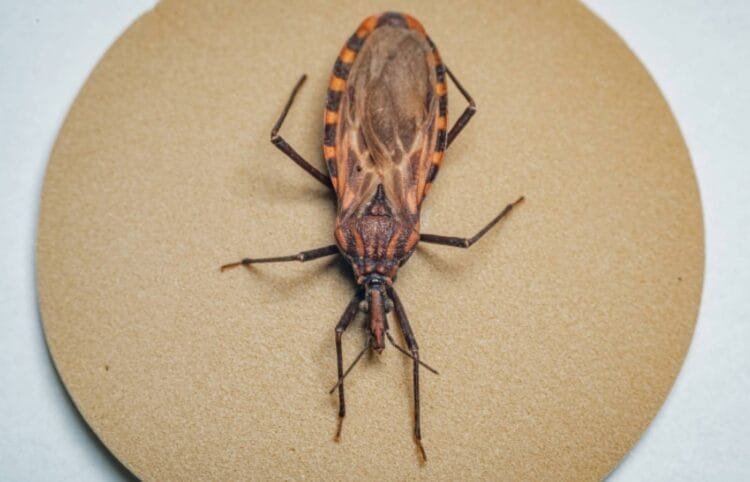 Doença de Chagas: 155 municípios prioritários recebem quase R$ 12 milhões para ações de vigilância