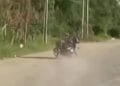 Perseguição na BR-040 termina com queda de motocicleta e prisão de dois suspeitos no Rio de Janeiro