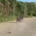 Perseguição na BR-040 termina com queda de motocicleta e prisão de dois suspeitos no Rio de Janeiro
