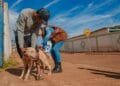 Vigilância de Zoonoses reforça importância da vacinação antirrábica de cães e gatos