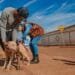 Vigilância de Zoonoses reforça importância da vacinação antirrábica de cães e gatos