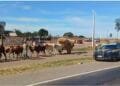 Tradição centenária cruza a BR-153 e chama a atenção de motoristas rumo à Romaria do Divino Pai Eterno