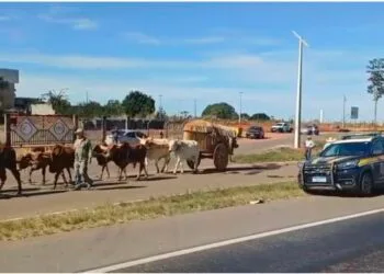 Tradição centenária cruza a BR-153 e chama a atenção de motoristas rumo à Romaria do Divino Pai Eterno