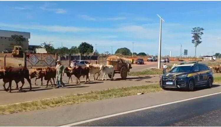 Tradição centenária cruza a BR-153 e chama a atenção de motoristas rumo à Romaria do Divino Pai Eterno