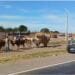 Tradição centenária cruza a BR-153 e chama a atenção de motoristas rumo à Romaria do Divino Pai Eterno