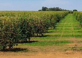 INMET prevê déficit hídrico no Centro-Norte e chuvas acima da média no Sul entre julho e setembro