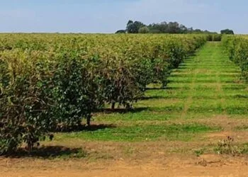 INMET prevê déficit hídrico no Centro-Norte e chuvas acima da média no Sul entre julho e setembro
