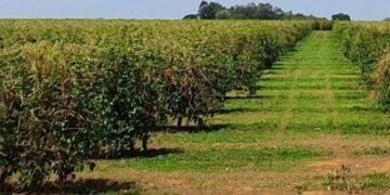 INMET prevê déficit hídrico no Centro-Norte e chuvas acima da média no Sul entre julho e setembro