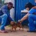 Prefeitura de Anápolis realiza Dia de Vacinação Antirrábica para cães e gatos neste sábado (4)