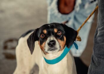 Vacinação antirrábica para cães e gatos está disponível em três pontos de Anápolis