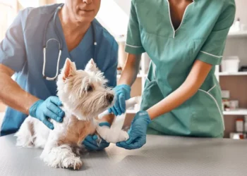 Medicina Veterinária da Fama Educação é a primeira colocada de Anápolis no RUF 2026