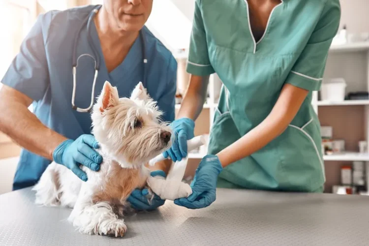 Medicina Veterinária da Fama Educação é a primeira colocada de Anápolis no RUF 2026