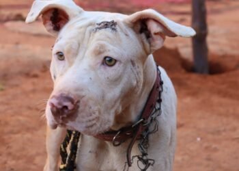 Homem é preso após cão ser encontrado acorrentado e com sinais de maus-tratos em Goiânia